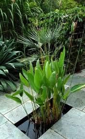 Flower Seeds, Seeds,Seeds For Planting,Plant Seeds