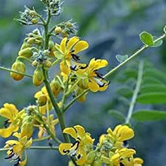Flower Seeds, Seeds,Seeds For Planting,Plant Seeds