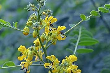 Flower Seeds, Seeds,Seeds For Planting,Plant Seeds