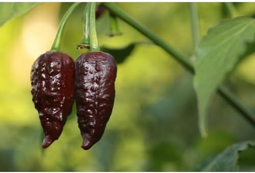 Vegetable Seeds,Garden seeds, Seeds For Planting,Plant Seeds