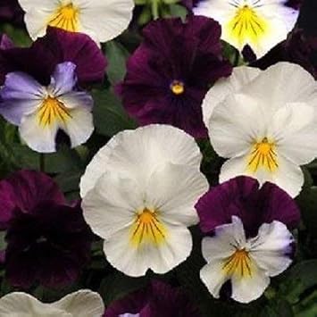 Purple White Pansy Flower Seeds for Planting – Heirloom, Non-GMO, High Germination Wildflower Garden Seeds