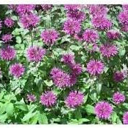 Flower Seeds, Seeds,Seeds For Planting,Plant Seeds