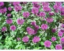 Flower Seeds, Seeds,Seeds For Planting,Plant Seeds