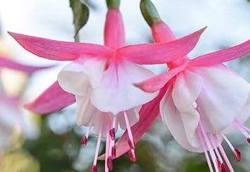 Flower Seeds, Seeds,Seeds For Planting,Plant Seeds