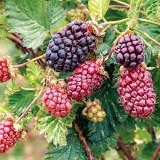 Fruit Seeds,Garden seeds, Seeds For Planting,Plant Seeds
