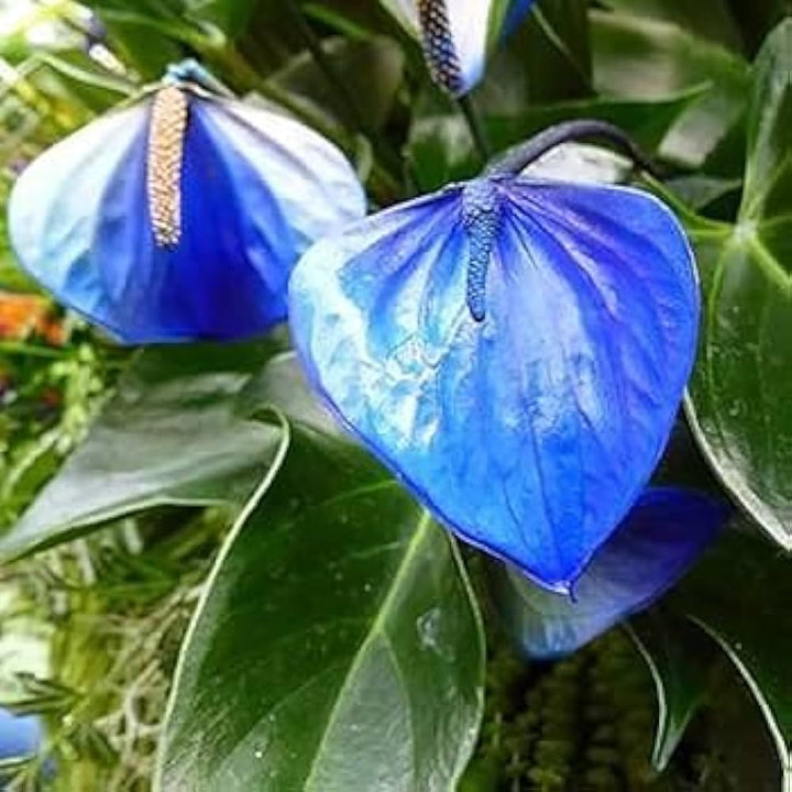 Blue Anthurium Flower seeds for Planting – Heirloom Non-GMO Seeds for Home Garden, High Germination