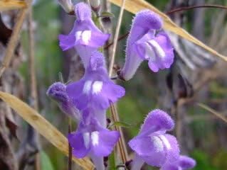 Flower Seeds, Seeds,Seeds For Planting,Plant Seeds
