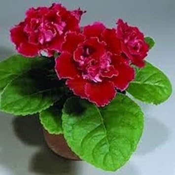 Flower Seeds, Seeds,Seeds For Planting,Plant Seeds