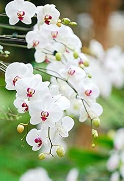 Flower Seeds, Seeds,Seeds For Planting,Plant Seeds