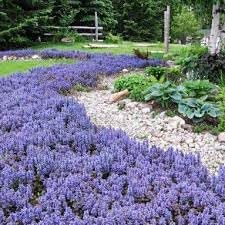 Flower Seeds, Seeds,Seeds For Planting,Plant Seeds