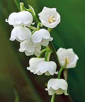 Flower Seeds, Seeds,Seeds For Planting,Plant Seeds