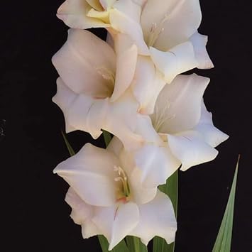 Flower Seeds, Seeds,Seeds For Planting,Plant Seeds