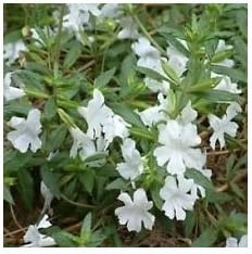White Mimulus Flower Seeds for Planting – Heirloom, Non-GMO, High Germination Organic Garden Seeds