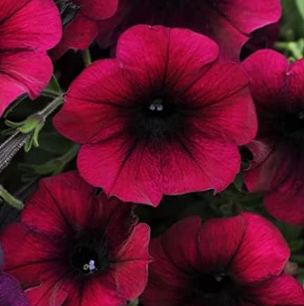 Flower Seeds, Seeds,Seeds For Planting,Plant Seeds