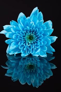 Flower Seeds, Seeds,Seeds For Planting,Plant Seeds
