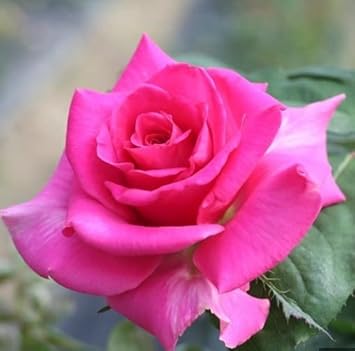 Pink Dragon Rose Flower Seeds for Planting | Heirloom Non-GMO Organic Garden Seeds, High Germination