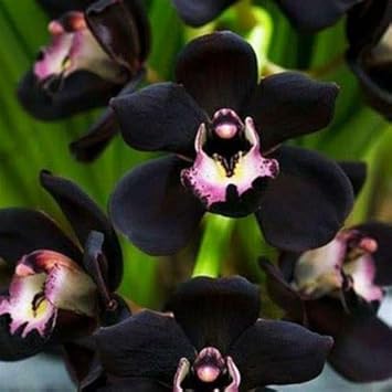 Flower Seeds, Seeds,Seeds For Planting,Plant Seeds