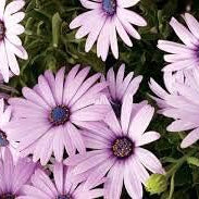Flower Seeds, Seeds,Seeds For Planting,Plant Seeds