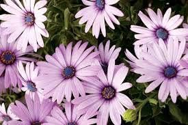 Flower Seeds, Seeds,Seeds For Planting,Plant Seeds