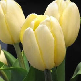 Light Yellow Tulip Flower Seeds for Planting – Heirloom Non-GMO, High Germination Organic Garden Seeds