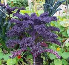 Vegetable Seeds,Garden seeds, Seeds For Planting,Plant Seeds