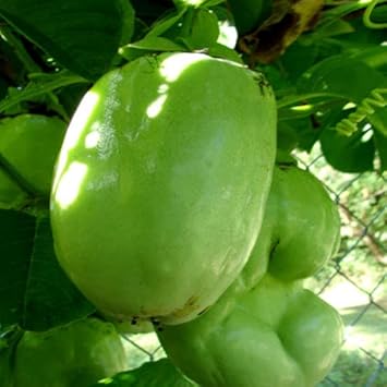 Fruit Seeds,Garden seeds, Seeds For Planting,Plant Seeds