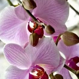 Flower Seeds, Seeds,Seeds For Planting,Plant Seeds
