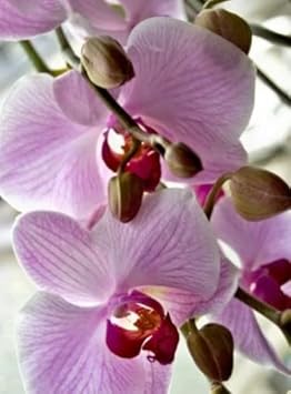 White Violet Phalaenopsis Orchid Flower Seeds for Planting – Heirloom, Non-GMO, Organic Garden Seeds