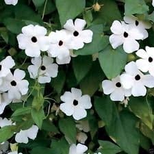 Flower Seeds, Seeds,Seeds For Planting,Plant Seeds