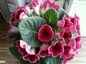 Flower Seeds, Seeds,Seeds For Planting,Plant Seeds