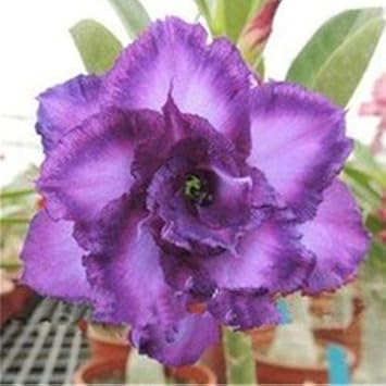 Flower Seeds, Seeds,Seeds For Planting,Plant Seeds