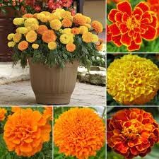 Flower Seeds, Seeds,Seeds For Planting,Plant Seeds