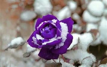 Lavender Snow Rose Flower Seeds for Planting – Heirloom, Non-GMO, Long Bloom Season, High Germination