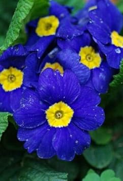 Flower Seeds, Seeds,Seeds For Planting,Plant Seeds