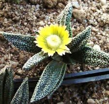 Green Nananthus Margaritiferus Plant Seeds for Planting | Heirloom, Non-GMO, High Germination Organic Garden Succulent Seeds
