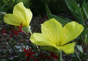 Light Green Primrose Flower Seeds for Planting – Colorful Display, Heirloom, Non-GMO Seeds for Home Garden