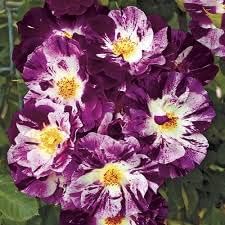 Flower Seeds, Seeds,Seeds For Planting,Plant Seeds