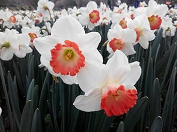 Flower Seeds, Seeds,Seeds For Planting,Plant Seeds