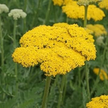 Flower Seeds, Seeds,Seeds For Planting,Plant Seeds