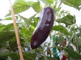 Vegetable Seeds,Garden seeds, Seeds For Planting,Plant Seeds