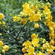Flower Seeds, Seeds,Seeds For Planting,Plant Seeds