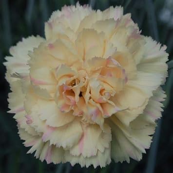 Flower Seeds, Seeds,Seeds For Planting,Plant Seeds