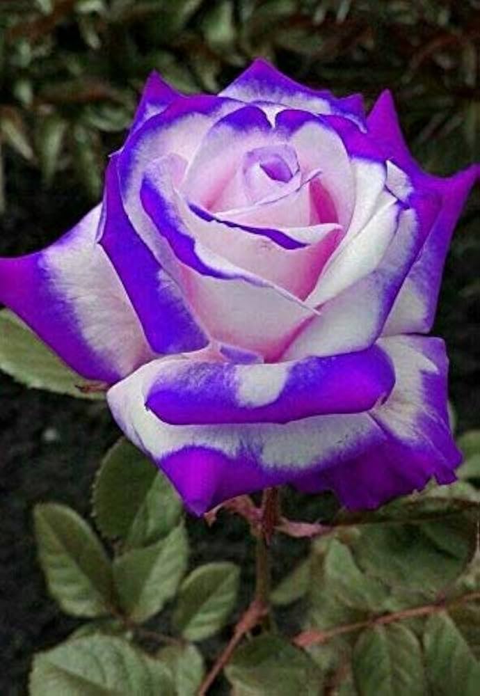 Blue Purple Holland Rose Flower Seeds for Planting – Heirloom, Non-GMO, Seasonal Bloomer, High Germination