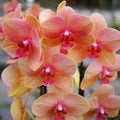 Phalaenopsis Orchid Flower Seeds for Planting – Heirloom, Non-GMO, High Germination Organic Garden Seeds
