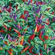 Vegetable Seeds,Garden seeds, Seeds For Planting,Plant Seeds
