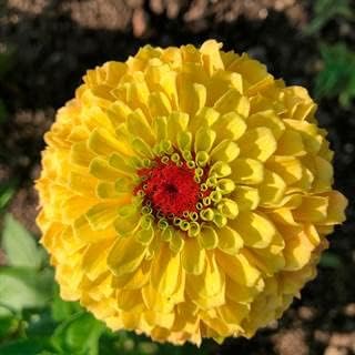 Flower Seeds, Seeds,Seeds For Planting,Plant Seeds