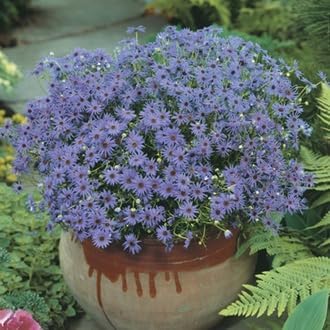 Flower Seeds, Seeds,Seeds For Planting,Plant Seeds