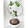 Caudex Seeds for Planting – Colorful Display, Heirloom &amp; Non-GMO Organic Garden Seeds