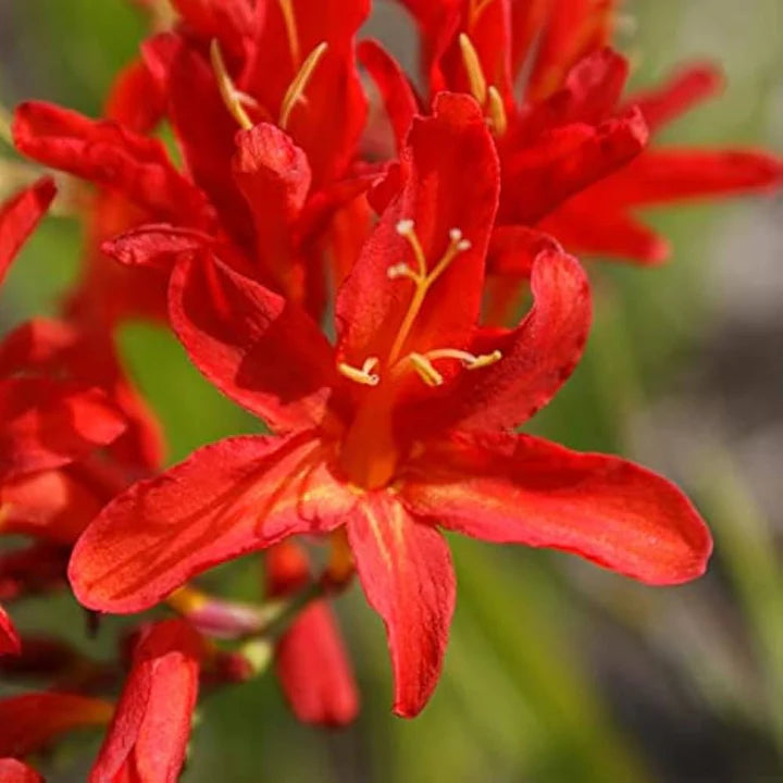Red Crocosmia Lucifer Flower Seeds for Planting Heirloom Non-GMO High Germination Organic Garden Seeds