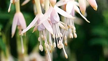 Flower Seeds, Seeds,Seeds For Planting,Plant Seeds